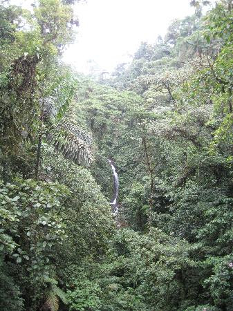 Arenal Hanging Bridges景点图片