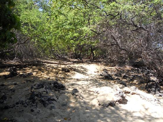 Waialea Beach-卡慕也拉必去景点