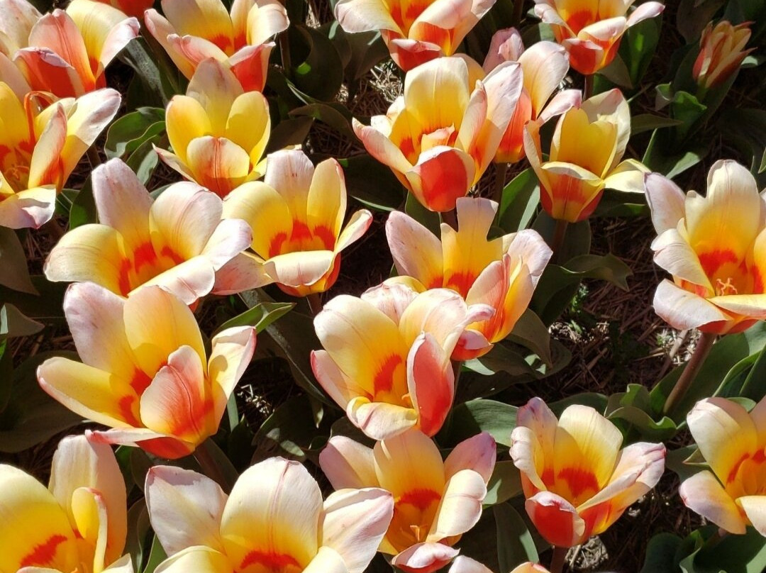 The Flower Bulb Region-利塞必去景点