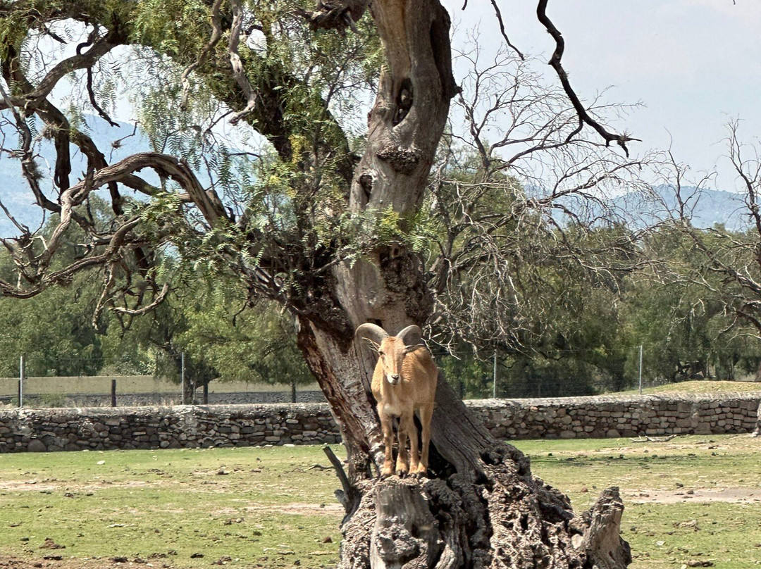 Reino Animal景点图片