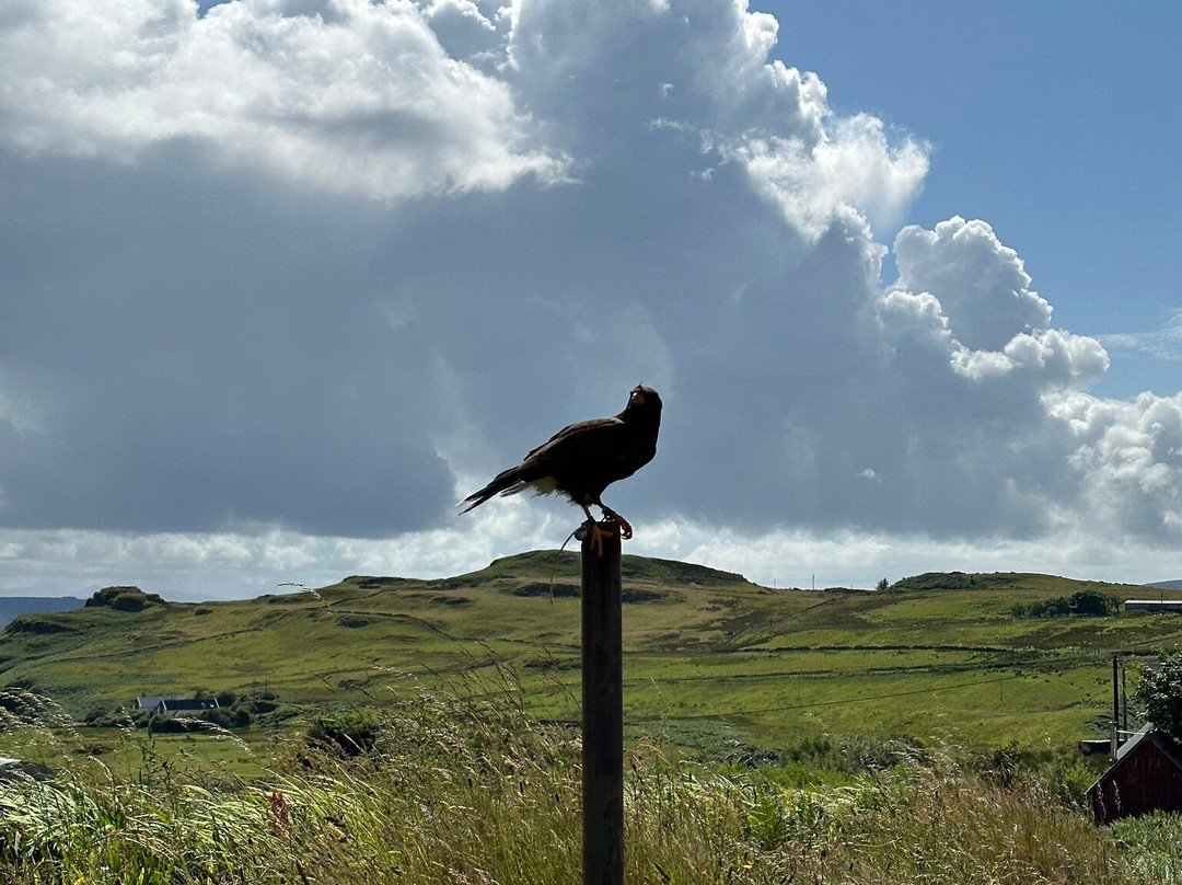 Skye Bird of Prey Experience景点图片