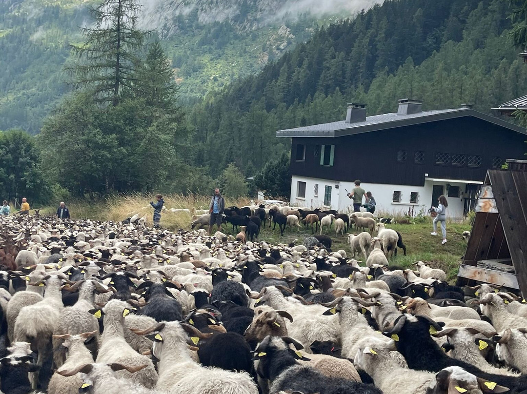 Transhumance Festival in Argentière-Argentiere必去景点