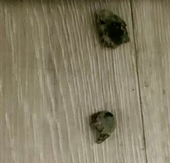 Wingate by Wyndham Mentor OH主图