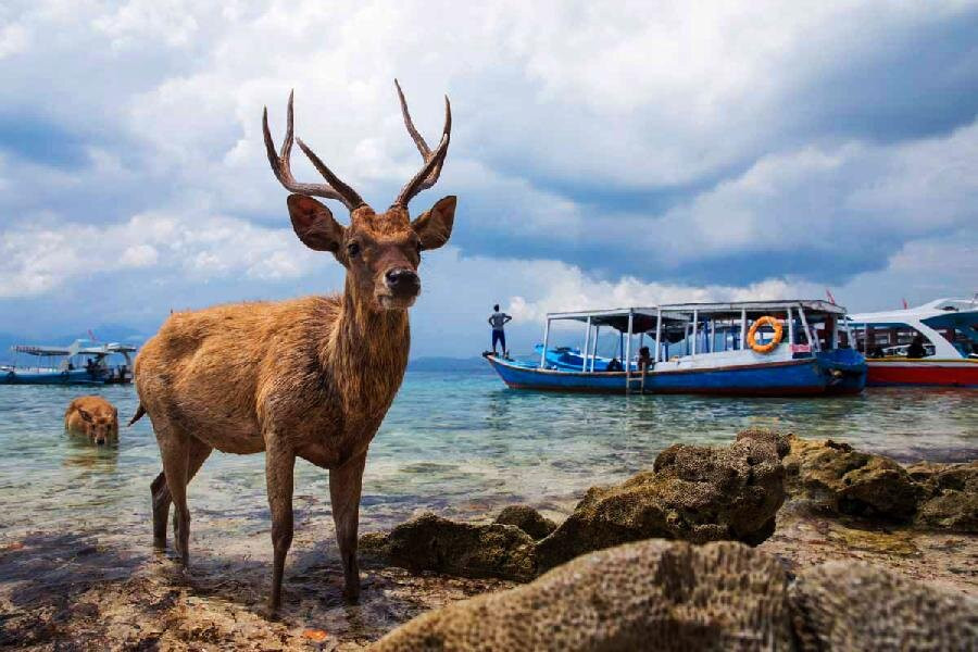 Tirta Dive Lovina-罗威那海滩必去景点