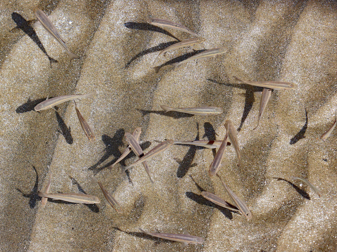 Morfeas Pension主图