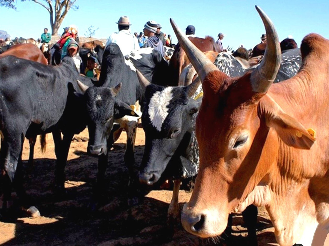 Marché Tsena Tanambao Ambony-Ihosy必去景点