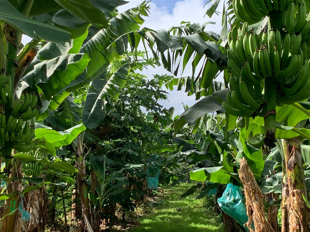 Sentier Nature Et Decouverte Chalvet-Basse-Pointe必去景点