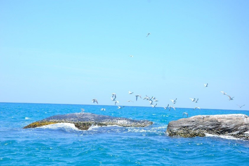 The Kayankerni Coral Watch-Pasikuda必去景点