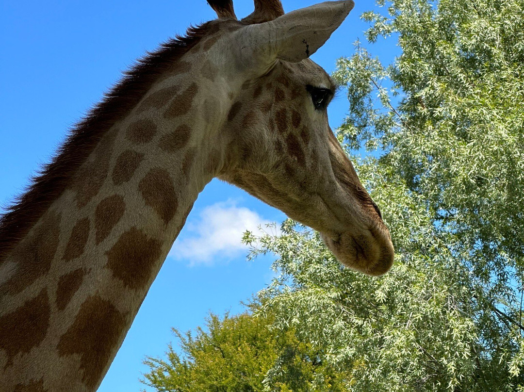 Chandelier Game Lodge & Ostrich Show Farm-奥兹洪必去景点