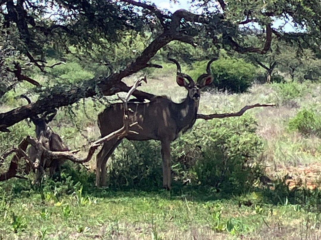Mokala National Park-金伯利必去景点