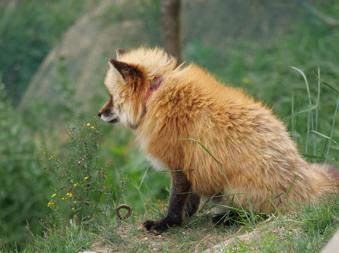 Fox Ecological Observe-荣州市必去景点