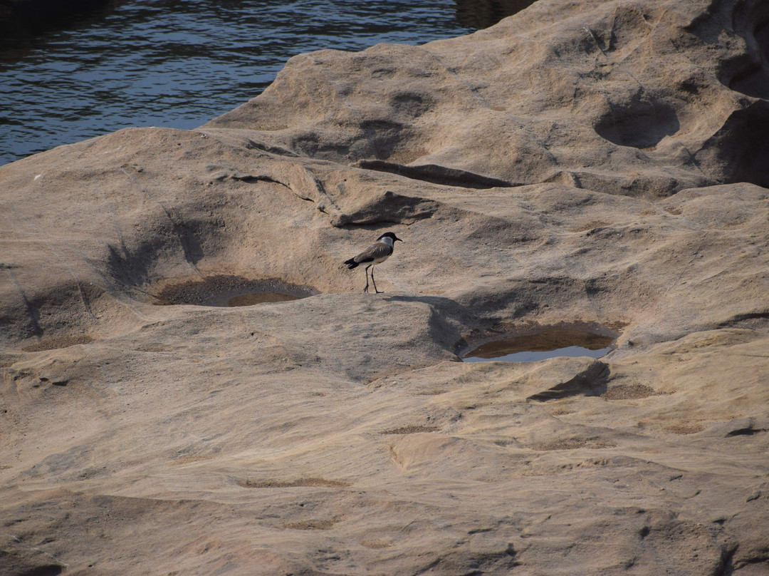 Satpura Tiger Reserve-中央邦必去景点