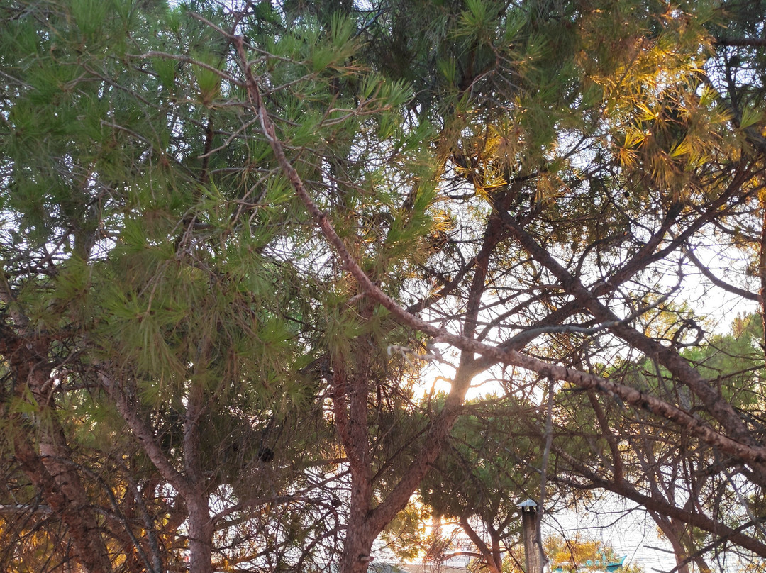 Altınkum Plajı-阿勒腾库姆必去景点