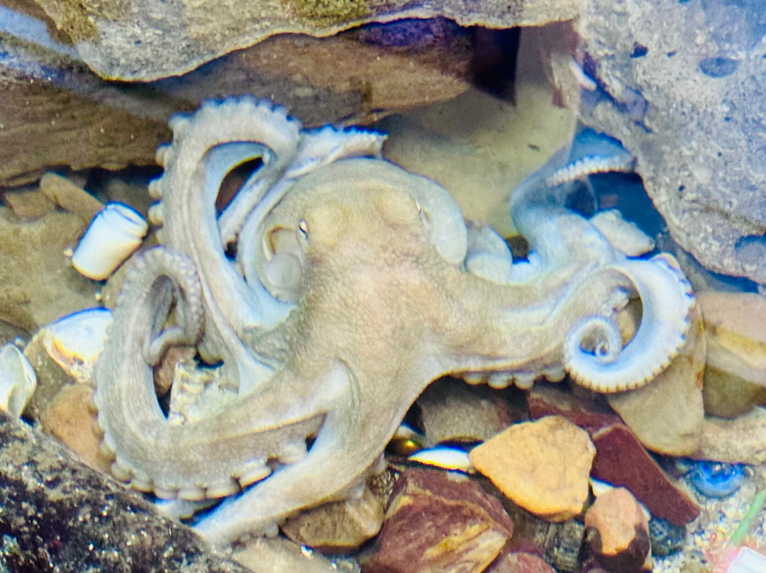 The Shark Lab-莫塞尔贝必去景点