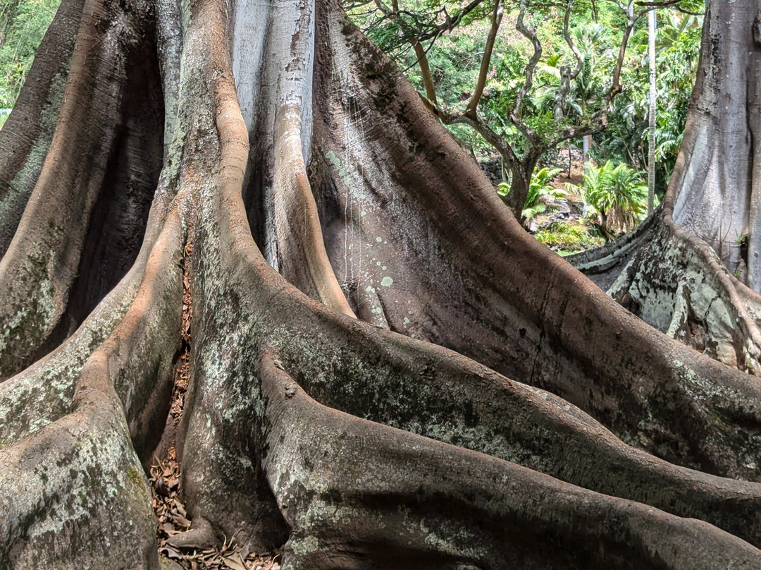 国家热带植物园-坡伊普必去景点