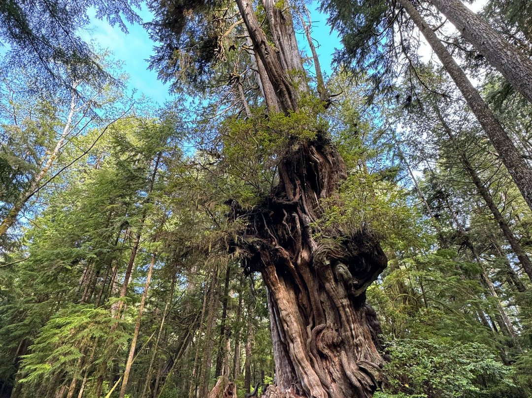 Big Cedar Tree Kalaloch景点图片
