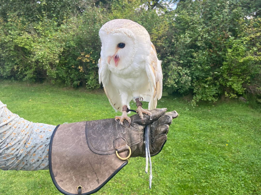Swinton Park Birds of Prey景点图片