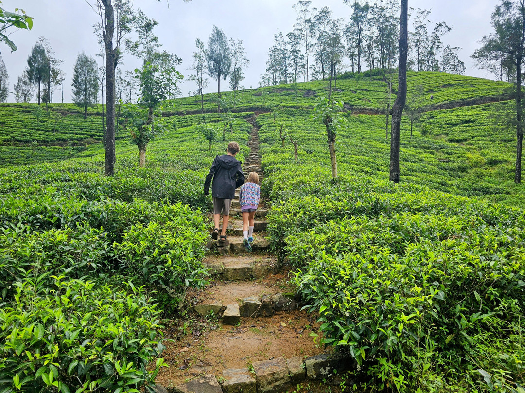 The Tea field’s-哈顿必去景点