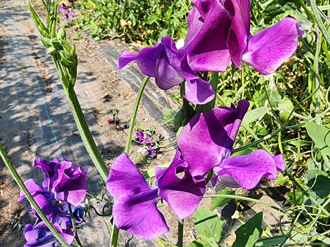 Gnomelicious Lavender景点图片