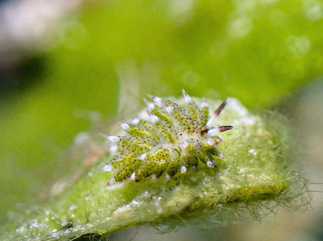 Sunset Cove Beach & Dive Resort主图