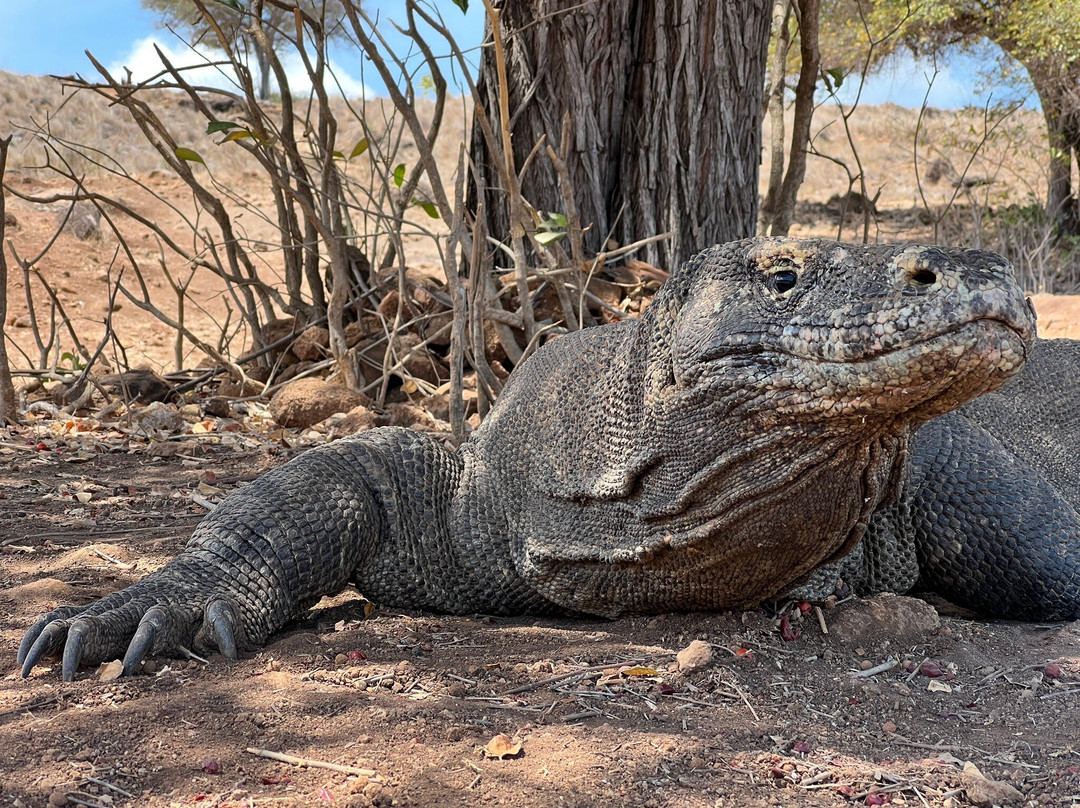 Komodo Trekker-Labuan Bajo必去景点