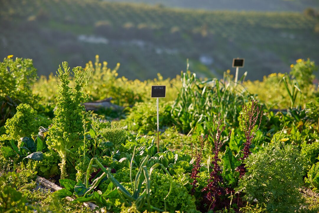 Kokkiadis Honey Farm-Athanati必去景点