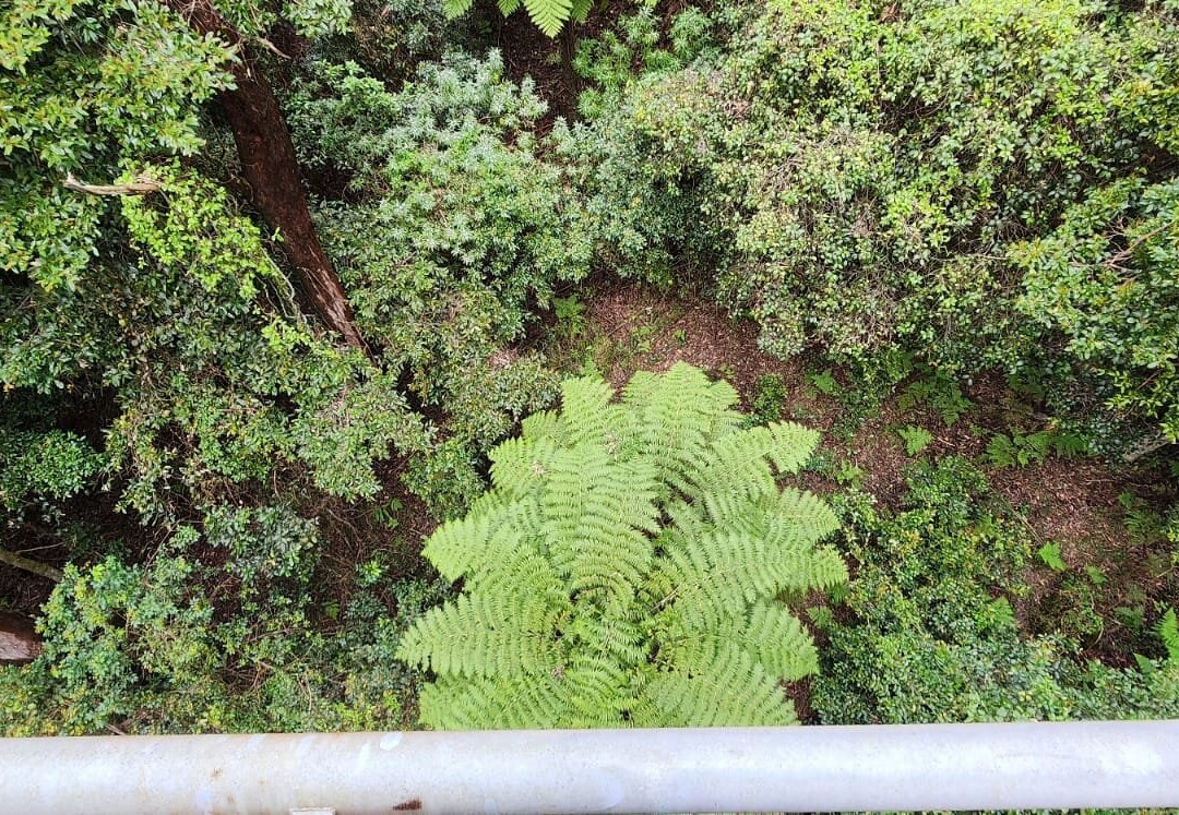 Illawarra Fly Treetop Walk景点图片