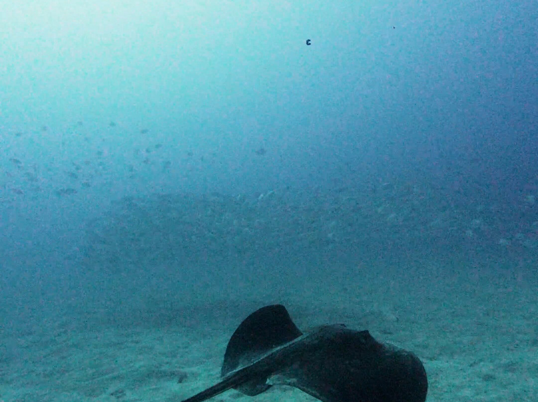 Nautico Diving Center-阿尔吉内金必去景点