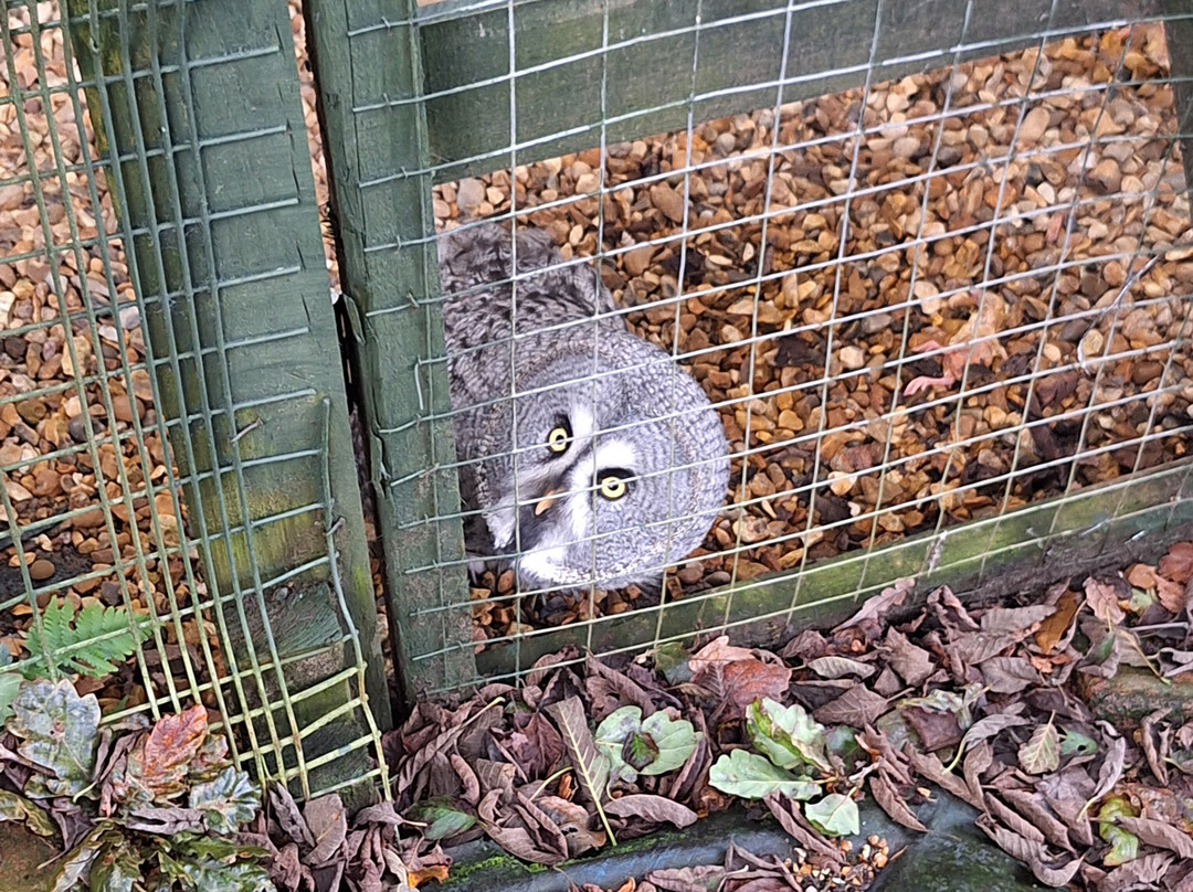 Festival Park Owl Sanctuary景点图片