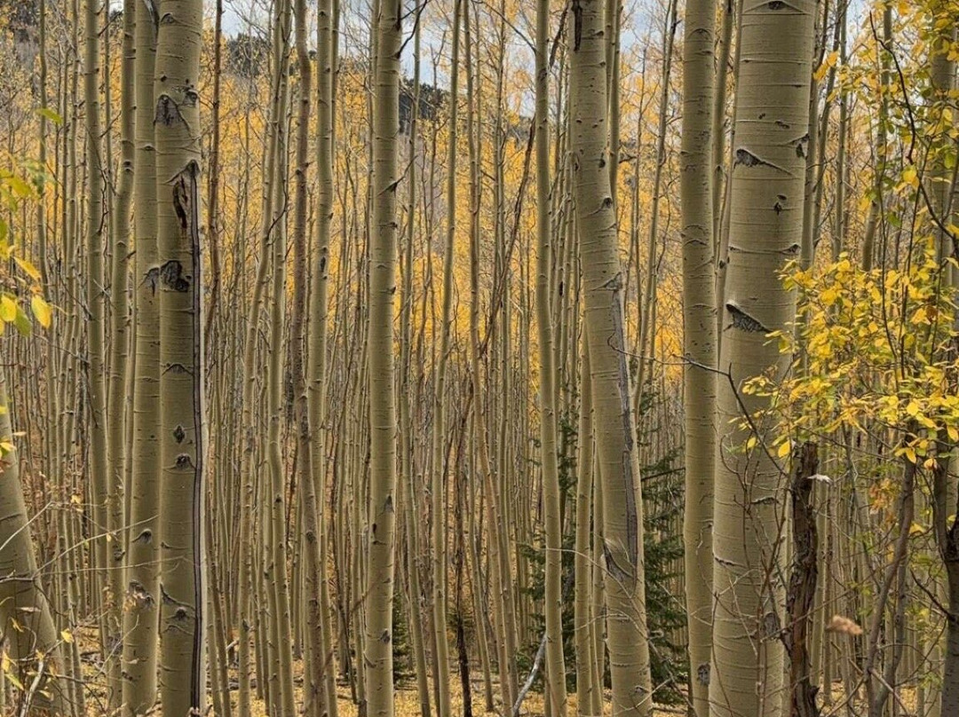 Aspen Vista Trail-圣菲必去景点