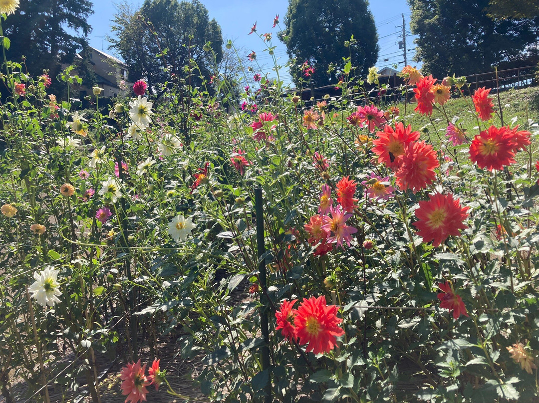 Machida Dahlia Gardens-町田市必去景点