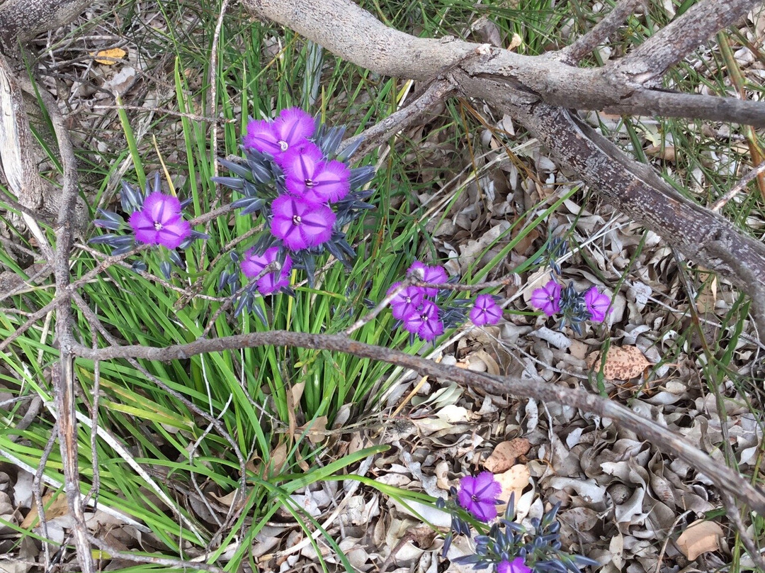 Australian Wildflower Tours景点图片
