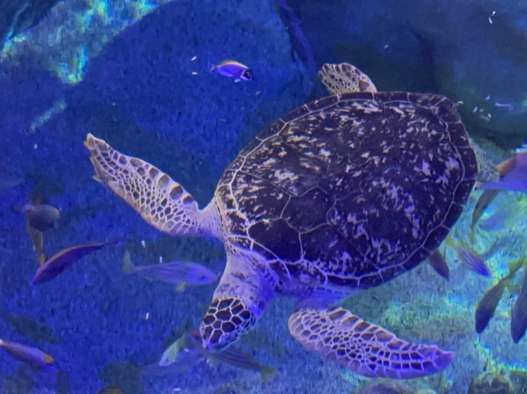 Sea Life Centre Great Yarmouth景点图片