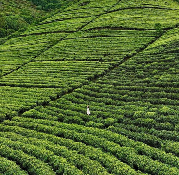 Lanka Island Tours-加勒必去景点