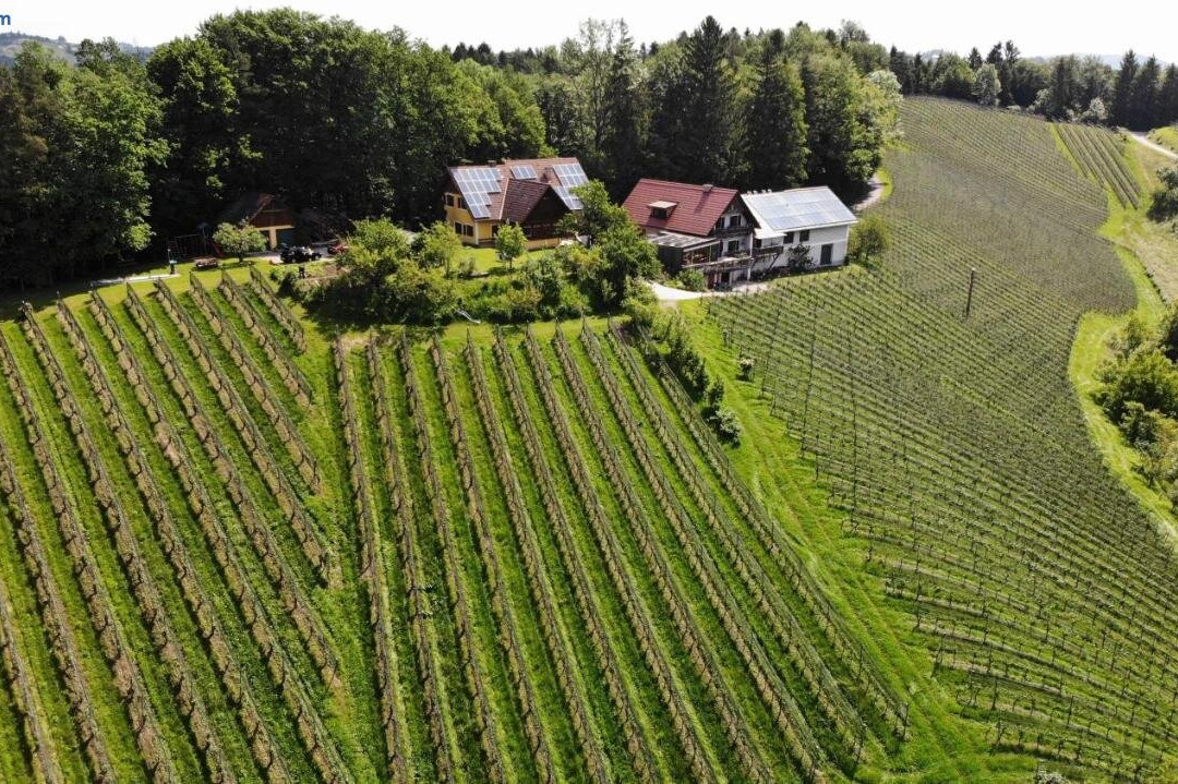 Weingut Spitzy Peitler主图