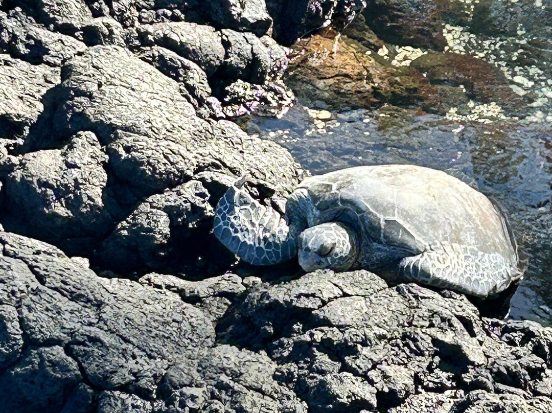 理查德森海滩公园-希洛必去景点
