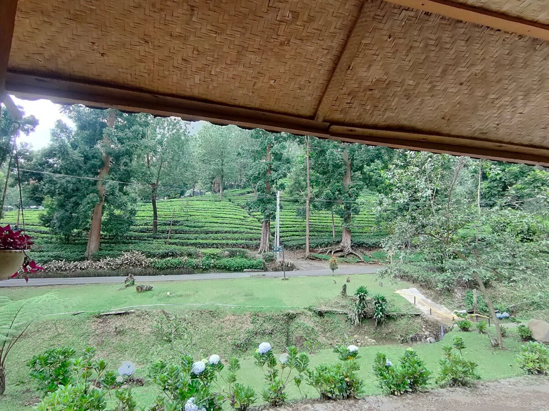 Gunung Mas Tea Gardens-Cisarua必去景点