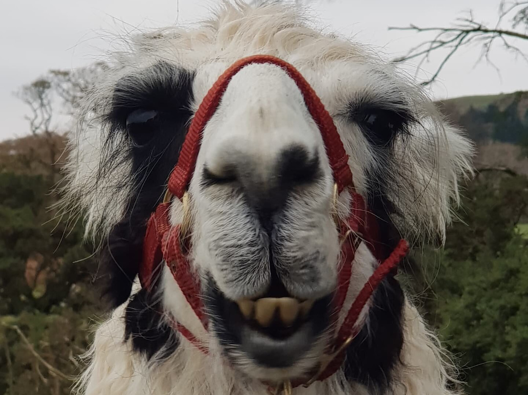Dartmoor Llama Walks景点图片