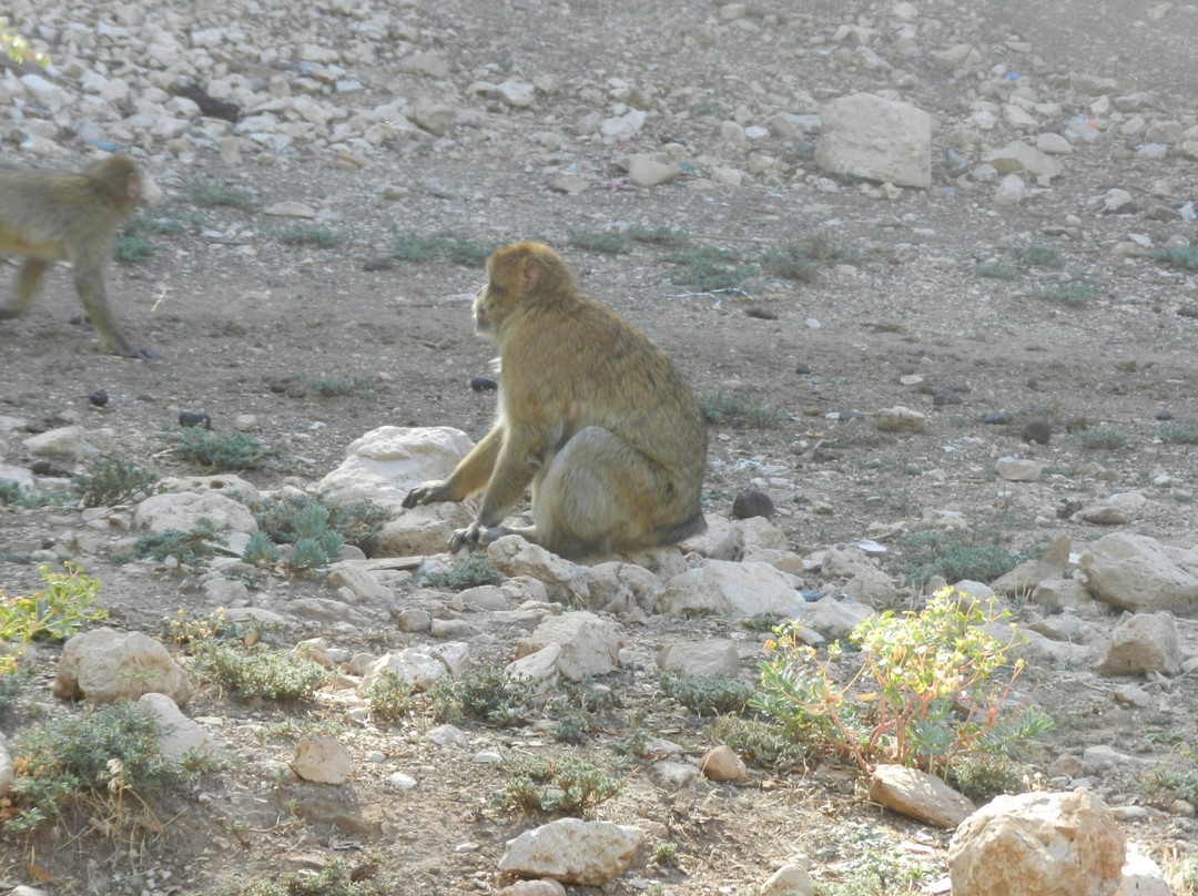 Ifrane National Park景点图片