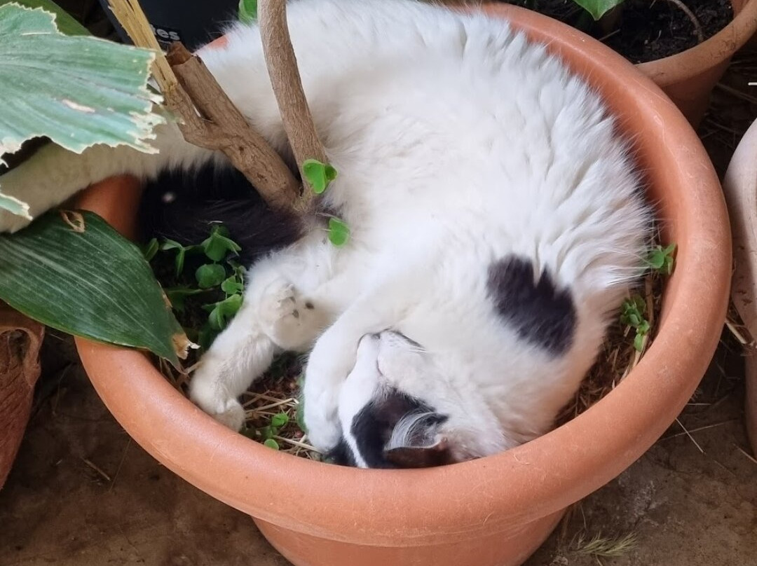 Rancho Cavalli-Alhama de Murcia必去景点