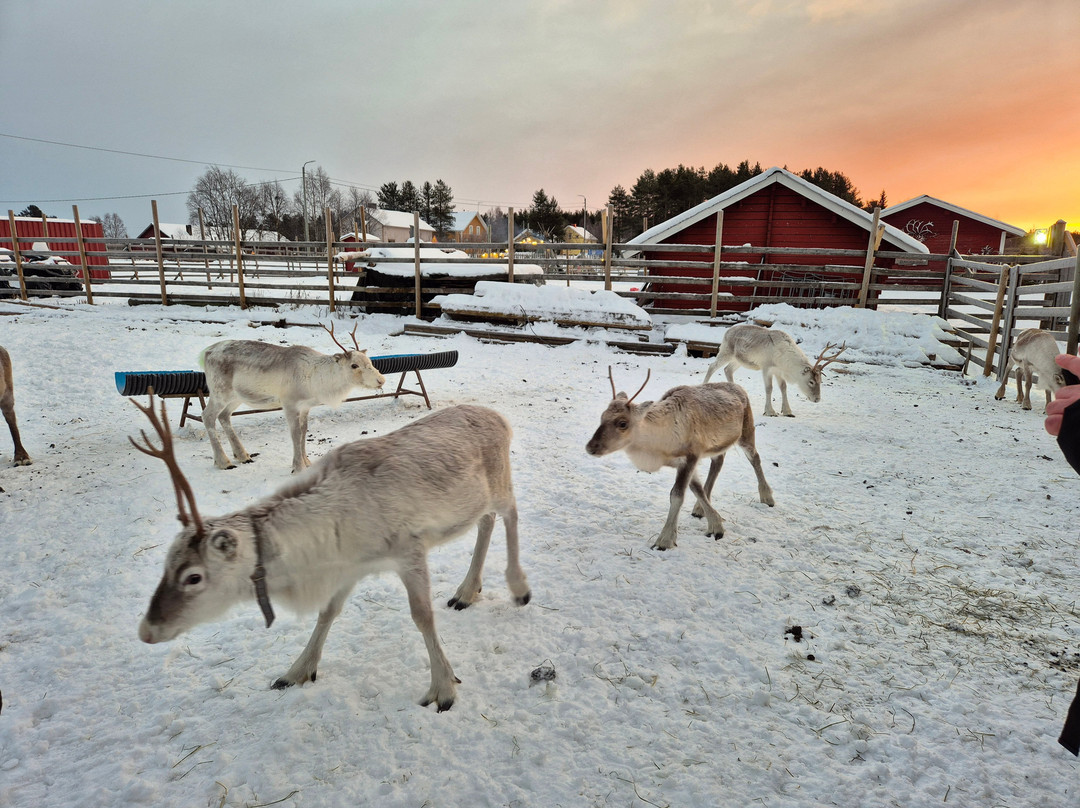 Ounaskievari Reindeer Farm-Kongas必去景点