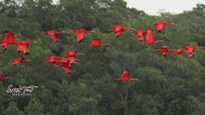 Nanan's Caroni Bird Sanctuary Tours-Caroni必去景点