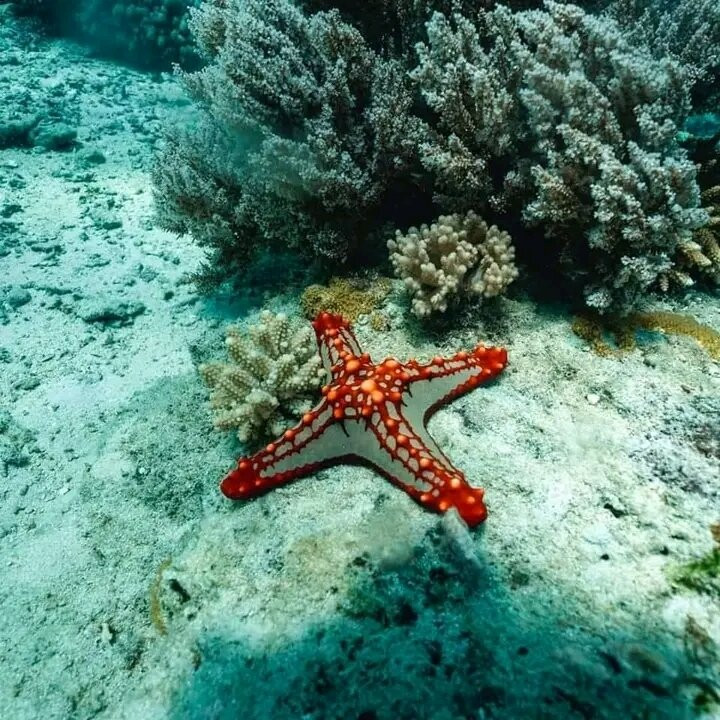 Zanzibar Tours-孥归必去景点