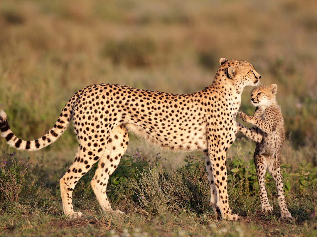 Furahia Tanzania Safari & Trekking Ltd-阿鲁沙必去景点