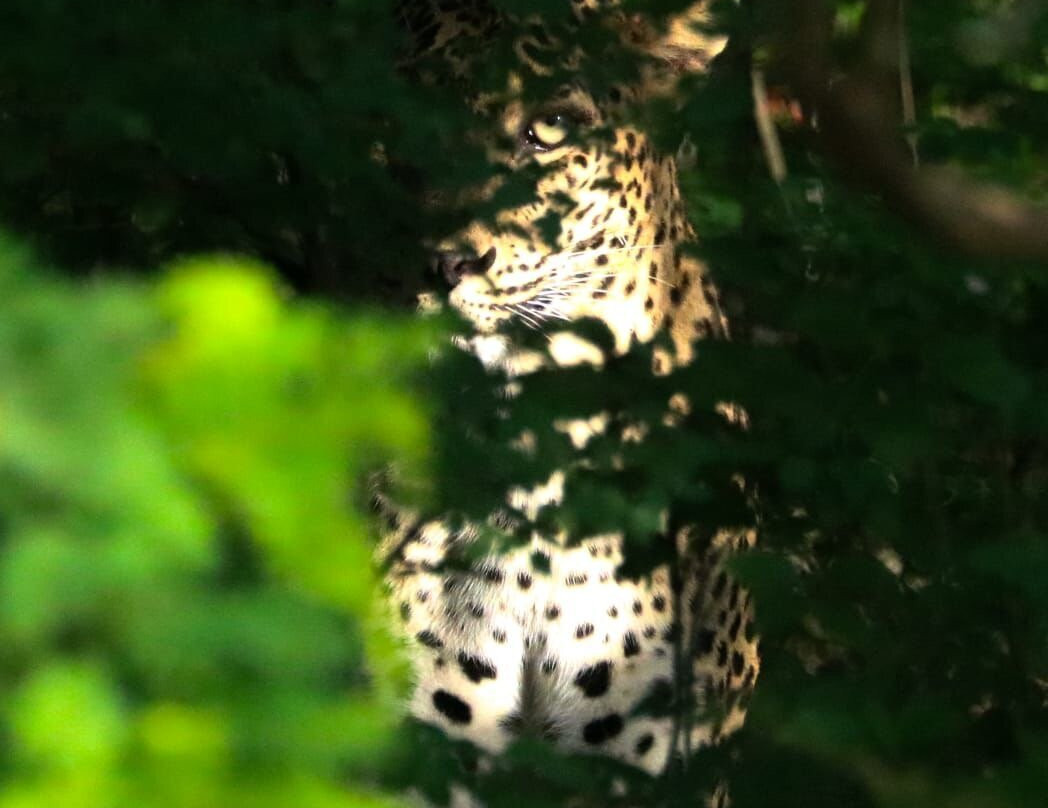 Lunugamvehera Safari Tours-Thanamalwila必去景点