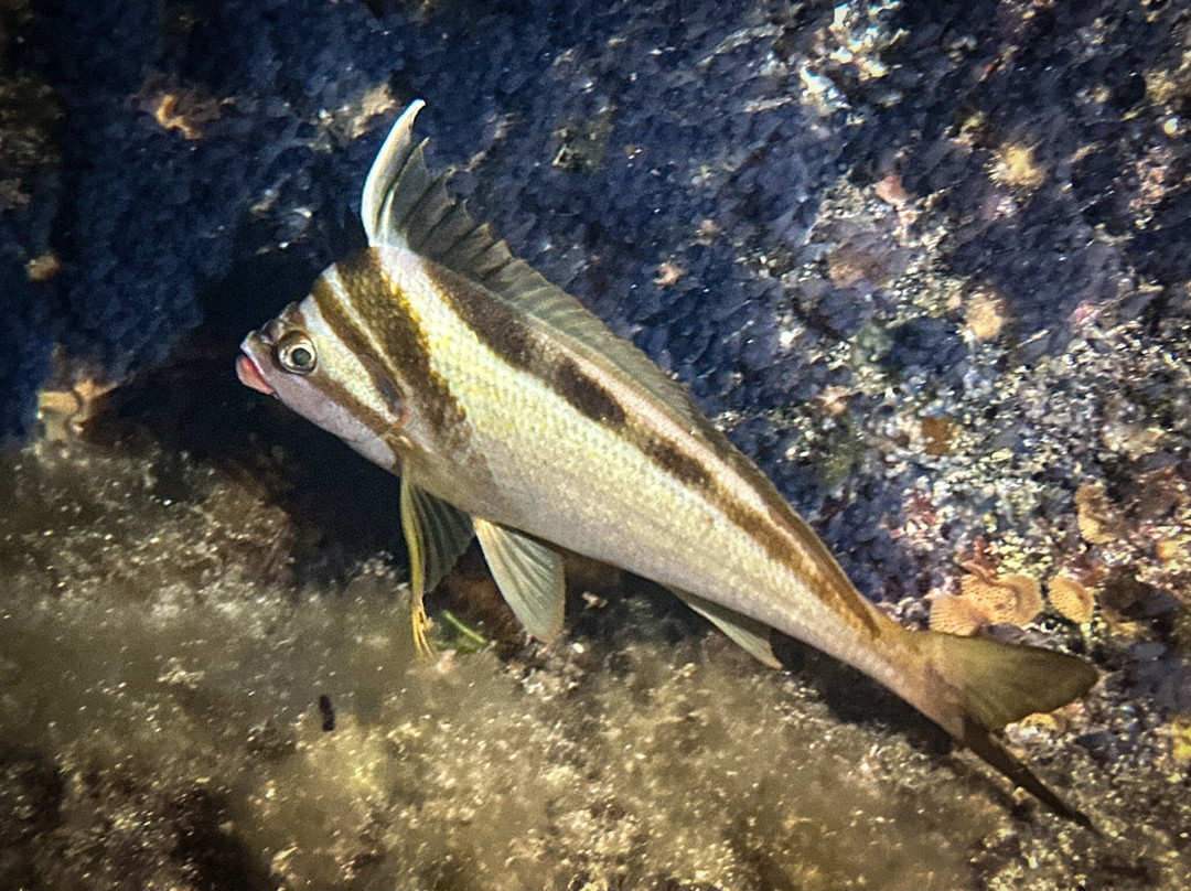 Swan Dive Busselton-巴瑟尔顿必去景点