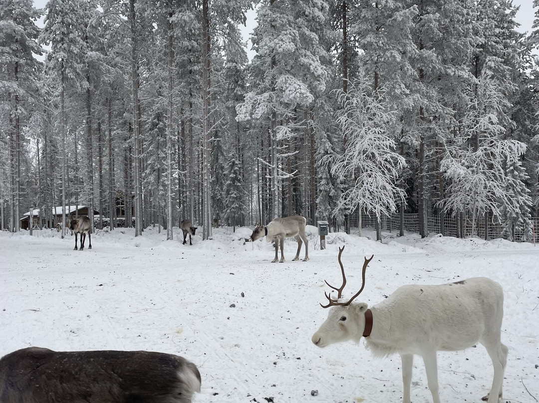 Unique Reindeer Farm-Kemijarvi必去景点