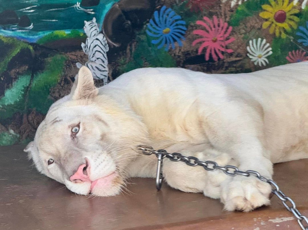Baluarte Zoo景点图片