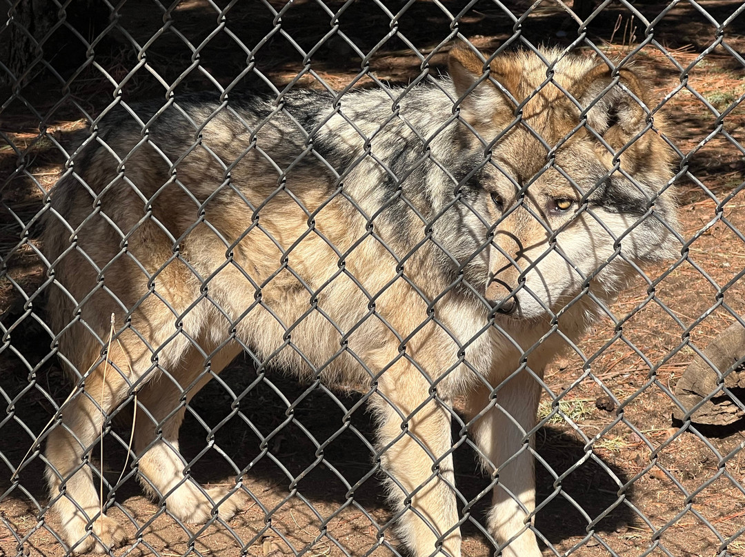 California Wolf Center景点图片