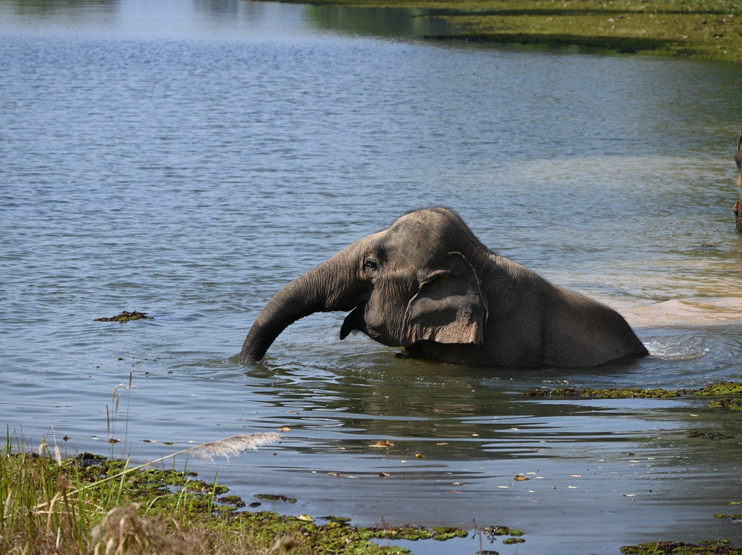 Elephant Conservation Center景点图片